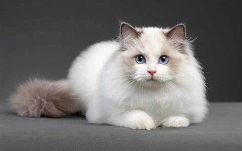 布偶猫：温柔如绒的梦幻伴侣